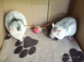 2 young female rat's