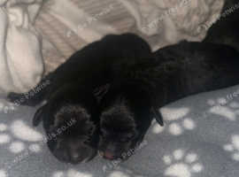 2 beautiful puppies ready for rehoming on the 22nd of July