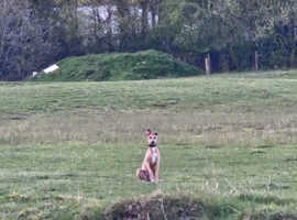 Bull lurcher