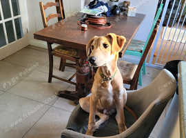 Labrador X Saluki in Haywards Heath RH16 on Freeads Classifieds ...