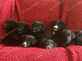 Gorgeous Bordoodle puppies for sale