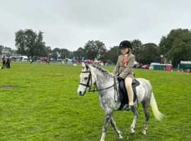 12'2 Part Welsh/ Arab Gelding