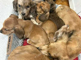 Adorable Standard Dachshunds Puppies