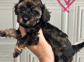 Poochon baby