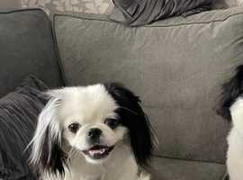 Japanese chin girl for sale