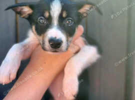 7 boys looking for loving homes.