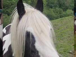 Coloured broadmare