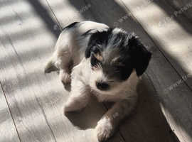 Morkie puppies