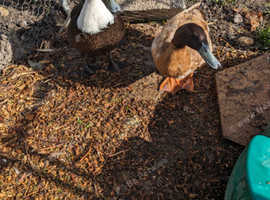 2 adult ducks looking for a home