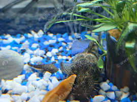 Bristle nose plecos