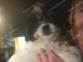 Puppy for sale