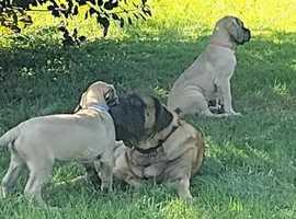 English Mastiff - Full kc Registration