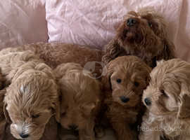 5 gorgeous puppies