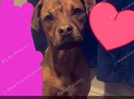 9 month old female