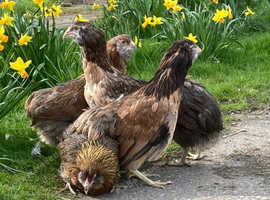 Rumpless Arucana pullets