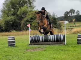 Variety of horses and ponies