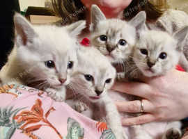 Rare Pedigree Mekong Bobtail kittens TICA Registered