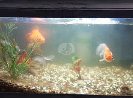 Fish Tank complete with pump etc and three gorgeous fancy goldfish