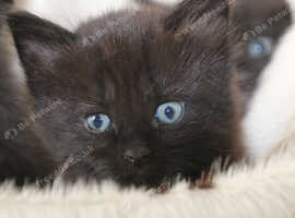 3 British longhair mixed breed chocolate black and silver black kittens