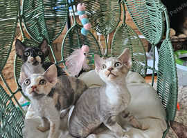 Devon rex kittens for sale