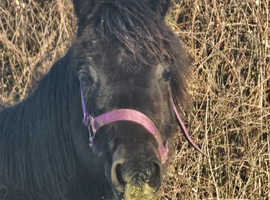 12 month old quantock pony project