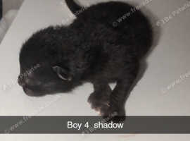 Baby kittens 2 different litters