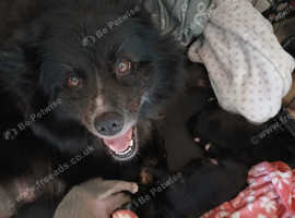 Adorable Pomsky Puppies For Sale