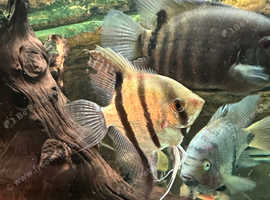2 Tropical fish for sale