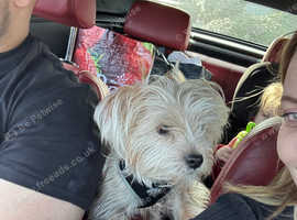 Shorkie, 1.5 yrs old