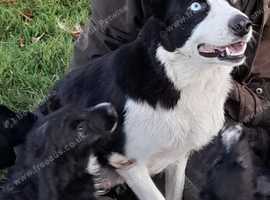 1 Gorgeous Black Bordoodle Puppy