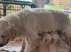 Adorable Golden Retriever puppies