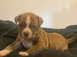 American bulldog pups last 2 boys available