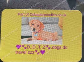 Debador poodles pet transport D.D.T.Z