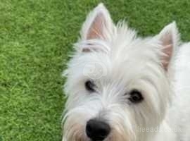 Quality West Highland Terriers Puppies