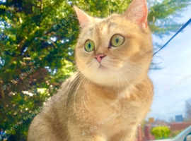 Golden Scottish fold