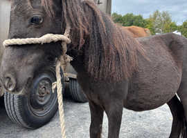 Standard Shetland colt
