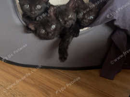 Kittens