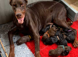 European dobermans