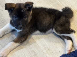 American Akita puppies