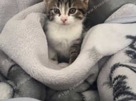Kitten