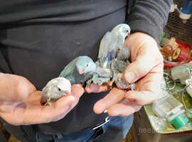 Tame baby parrolets