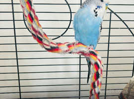 Male Budgie and Cage