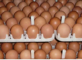 Try of 30 range eggs