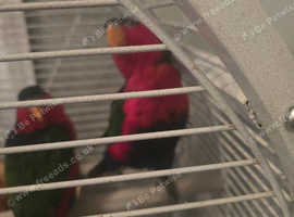 Pair of lorikeet male and female for sale