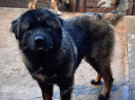 Caucasian shepherd male