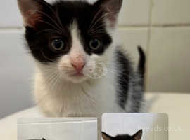 BLACK AND WHITE KITTENS NEED TO GO