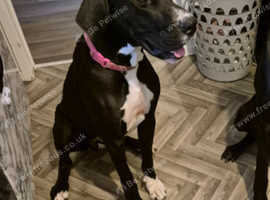 Great dane for sale