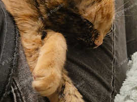 Three 8 month old kittens looking for a home