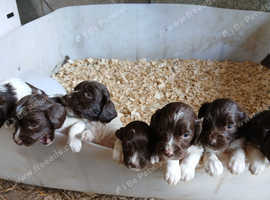 Gorgeous litter of ESS puppies