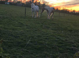 £1000 OFFERme and my sister are looking for a horse each 14-15 hand 16 at most